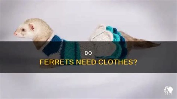 Can ferrets wear clothes